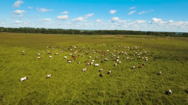 Koeien grazen op grasland — Stockvideo