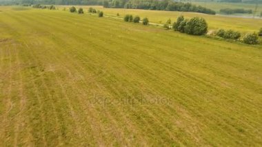 Kuşlar alan üzerinde uçmak. Drone görüntüleri