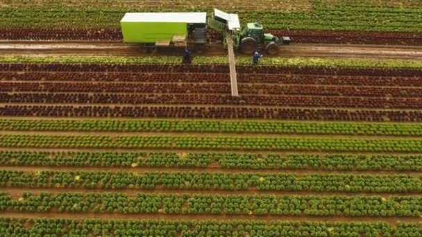 Raccolta del cavolo da parte del trattore. Campo con file di insalata . — Video Stock