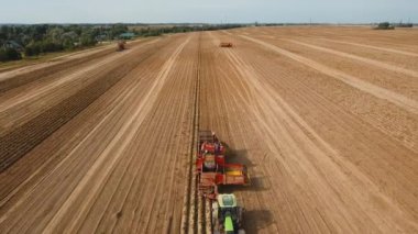 Tarlada patates topluyorum.