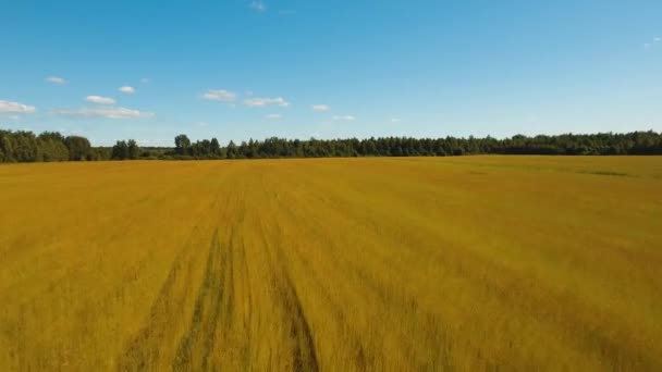 Paisaje de verano, un campo de lino — Vídeo de stock