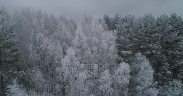 Winterlandschap met bos, veld. Winterlandschap. — Stockvideo