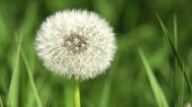 karahindiba tohum kafa.