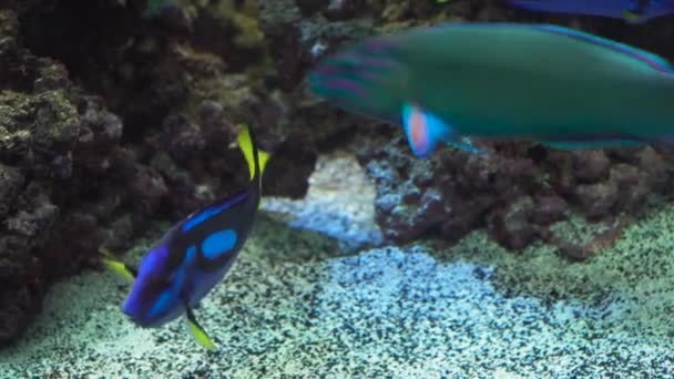 Arrecife de coral y peces tropicales. — Vídeos de Stock