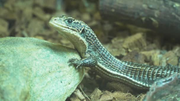 Small lizard sitting on the ground. — Stock Video