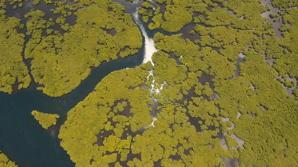 Foresta di mangrovie in Asia. Filippine Isola di Siargao . — Foto Stock