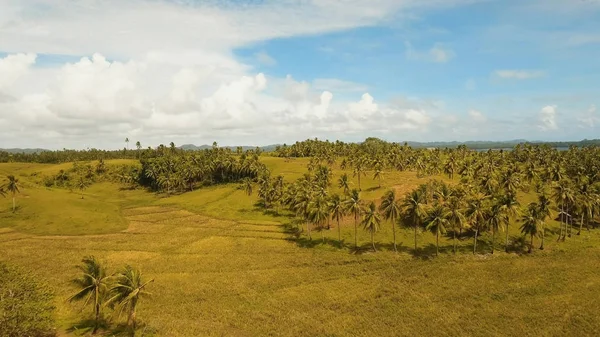 Εναέρια άποψη του ενός τομέα του ρυζιού. Siargao Φιλιππίνες. — Φωτογραφία Αρχείου