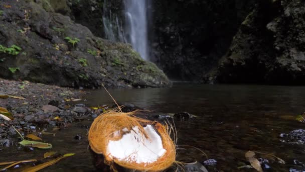 La moitié de la noix de coco dans la jungle — Video