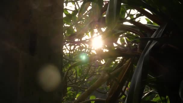 Sol através de árvores . — Vídeo de Stock