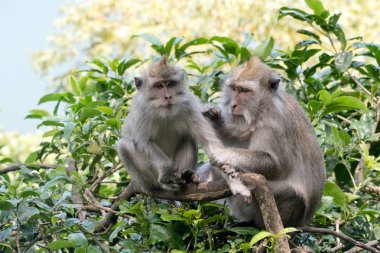 Bali 'deki ormanda maymunlar.