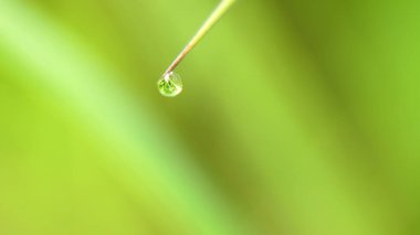 Çimlerin üzerinde bir çiy damlası