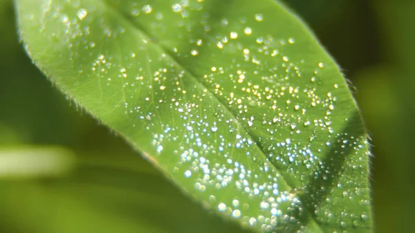Drop of dew on the grass — Stock Photo, Image