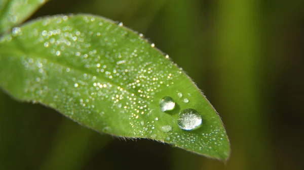 Drop of dew on the grass