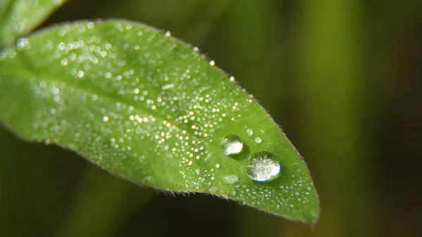 Gota de rocío en la hierba — Foto de Stock