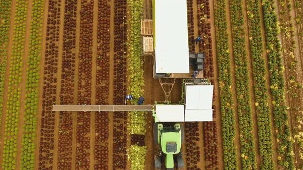 Cabbage harvesting by tractor. Field with rows of salad.