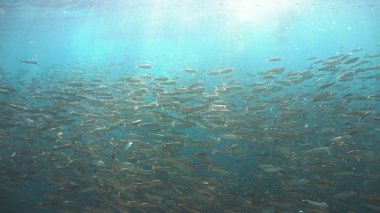 Sardalyalar mavi sularda.