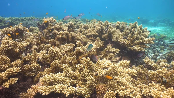 Arrecife de coral y peces tropicales. Filipinas —  Fotos de Stock