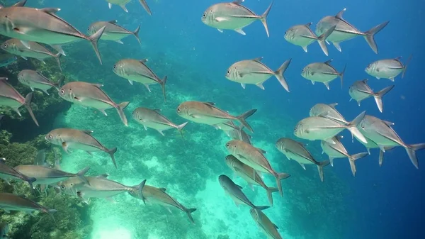 Coral reef and tropical fish.Philippines