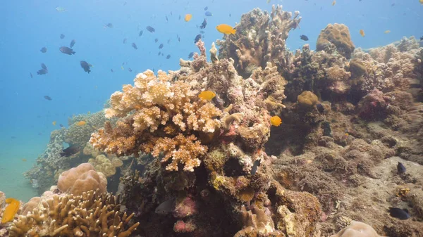 Arrecife de coral y peces tropicales. Filipinas — Foto de Stock