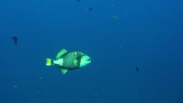 Korallenriffe und tropische Fische. bali, indonesien. — Stockfoto