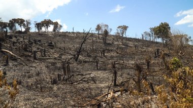 orman yangınından sonra.