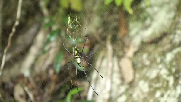 Spider di web . — Stok Foto