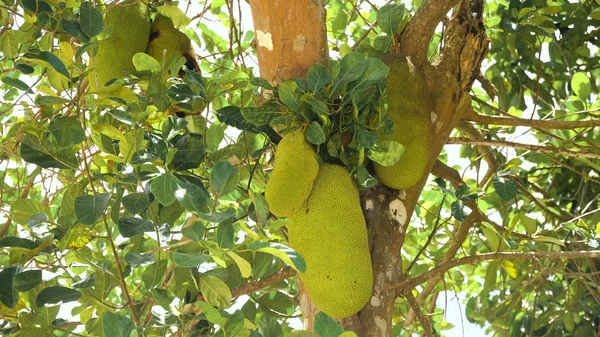 Jackfruit on the tree. — Stock Photo, Image