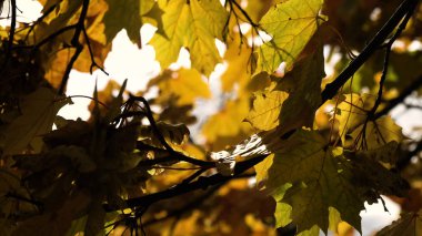 Ağaçlar ve yapraklarla dolu sonbahar manzarası.