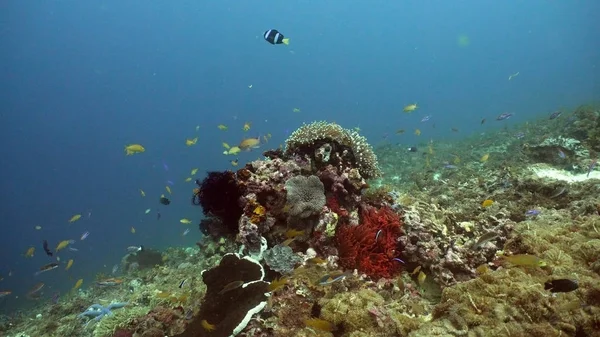 Coral reef and tropical fish.Philippines