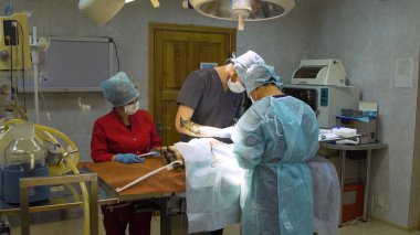 Veteriner kliniğinde bir köpeğin cerrahi müdahalesi