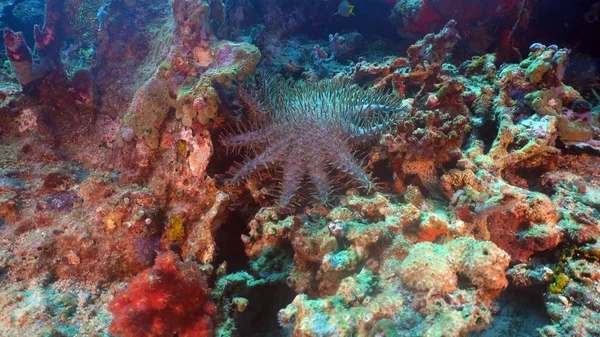 Crown of thorn starfish. Bali,Indonesia.