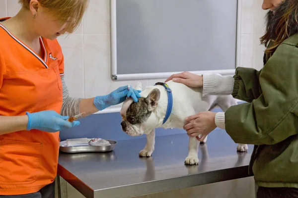 Cão na clínica veterinária. — Fotografia de Stock