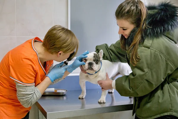 Oftalmologista veterinário examinando olhos de cão . — Fotografia de Stock