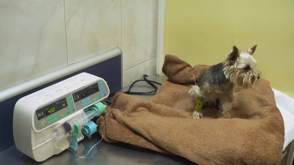Cão com um cateter em um veterinário na clínica . — Fotografia de Stock