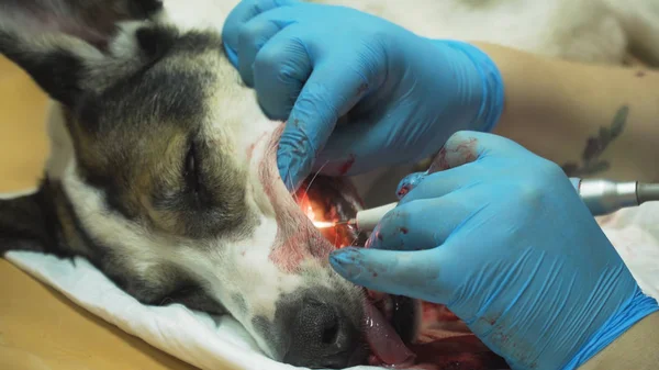 Dental procedure, cleaning the teeth of a dog.