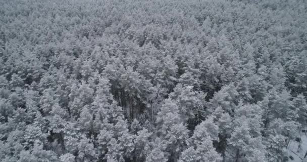 Paisaje invernal con bosque. — Vídeos de Stock