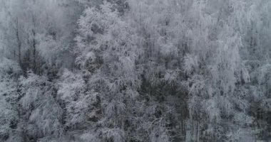 Ormanlı kış manzarası.