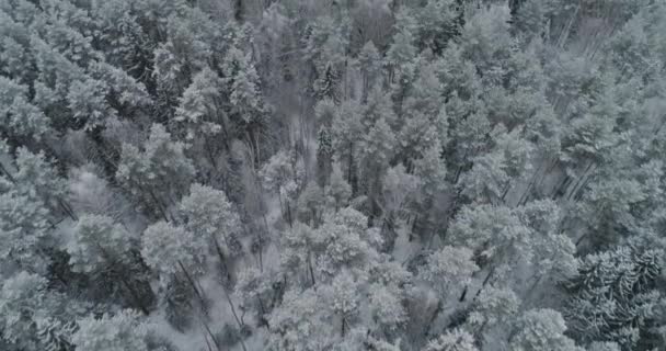 Winterlandschap met bos. — Stockvideo