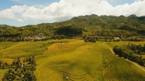 Flygfoto över ett risfält. Filippinerna, Bohol. — Stockvideo