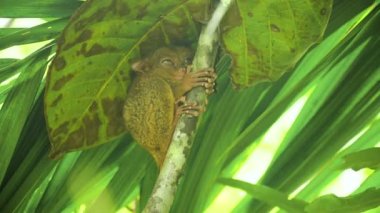 Komik Filipinli tarsier Tarsius syrichta. Bohol Filipinleri