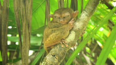 Komik Filipinli tarsier Tarsius syrichta. Bohol Filipinleri