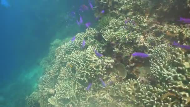 Коралловый риф и тропическая рыба. Филиппины — стоковое видео