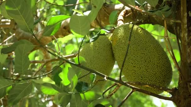 Jackfruit na drzewie. — Wideo stockowe