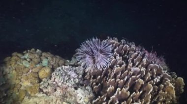 Mercan ve tropikal balık. Bali, Endonezya.