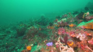 Mercan ve tropikal balık. Bali, Endonezya.