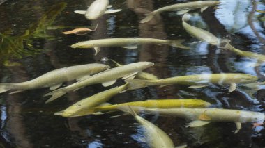 Havuzdaki renkli balıklar.