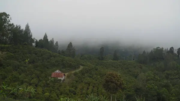 Dağlarda, bulutların arasında tarım arazileri. Bali, Endonezya. — Stok fotoğraf
