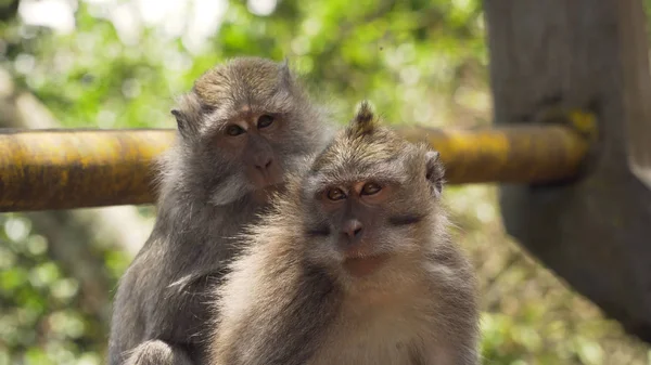 Affen im Wald auf Bali. — Stockfoto