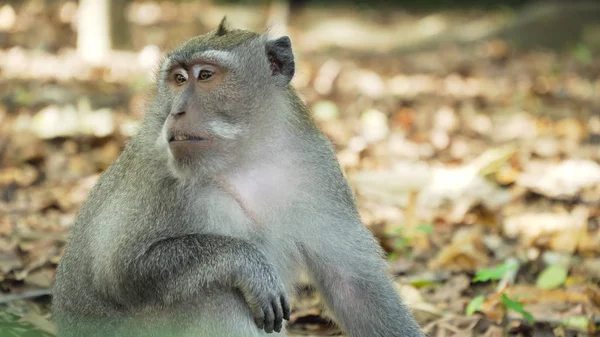 Affen im Wald auf Bali. — Stockfoto