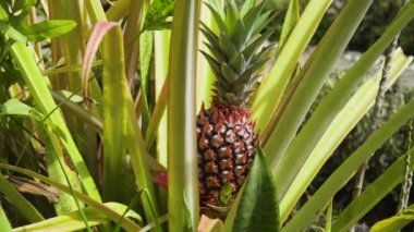 Ananas bitkisi tarlası. Bali, Endonezya.